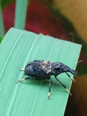 Stenocerus fulvitarsis