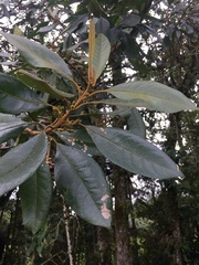 Aegiphila bogotensis