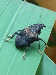 Stenocerus fulvitarsis