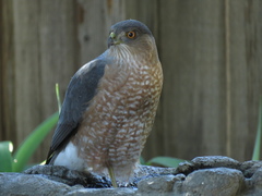 Accipiter cooperii