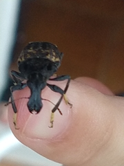 Stenocerus fulvitarsis