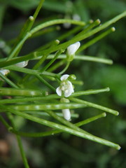 Cardamine hirsuta
