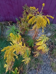 Solidago canadensis