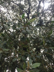 Aegiphila bogotensis