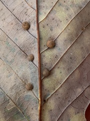 Neuroterus quercusverrucarum
