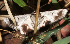 Hypobapta tachyhalotaria