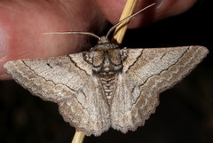 Hypobapta tachyhalotaria