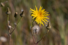 Crepis runcinata