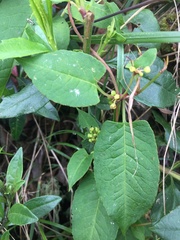 Muehlenbeckia tamnifolia