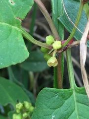 Muehlenbeckia tamnifolia