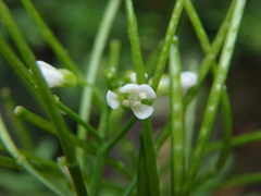 Cardamine hirsuta