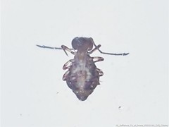 Ptenothrix marmorata
