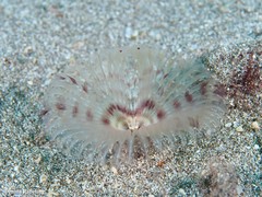 Acromegalomma vesiculosum