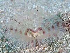 Acromegalomma vesiculosum