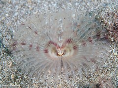 Acromegalomma vesiculosum