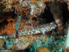 Vanneaugobius canariensis