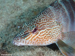 Serranus papilionaceus