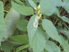 Agromyzidae