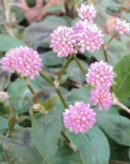 Persicaria capitata
