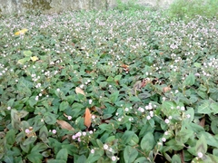 Persicaria capitata