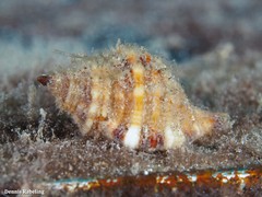 Monoplex pilearis