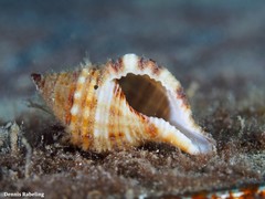 Monoplex pilearis