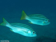 Parapristipoma octolineatum