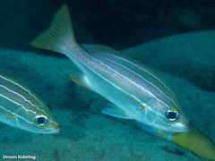 Parapristipoma octolineatum