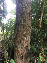 Aegiphila bogotensis