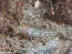 Vanneaugobius canariensis