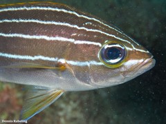 Parapristipoma octolineatum