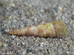 Turritella turbona