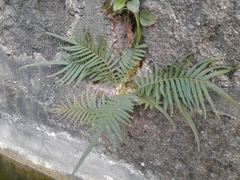 Pteris vittata