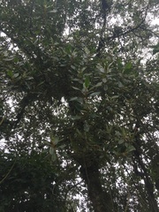 Aegiphila bogotensis