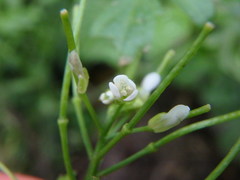 Cardamine hirsuta