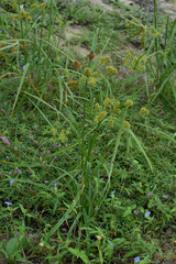 Cyperus scaber