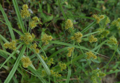 Cyperus scaber