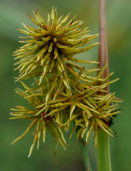 Cyperus scaber