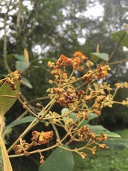 Buddleja incana