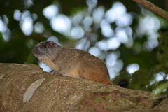 Isothrix bistriata
