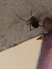 Steatoda grossa