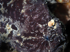 Antennarius scaber