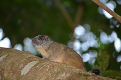 Isothrix bistriata