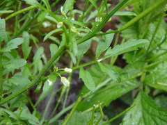 Cardamine hirsuta