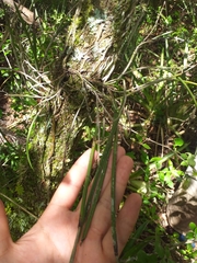 Brassavola tuberculata