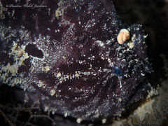 Antennarius scaber