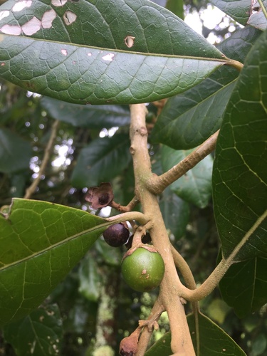 Aegiphila bogotensis, photograph 4
