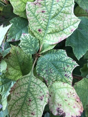 Cercospora hydrangeae