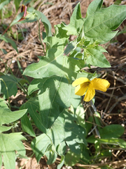 Viola lobata integrifolia