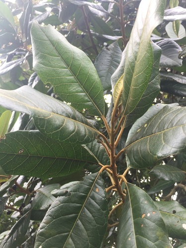 Aegiphila bogotensis, photograph 3